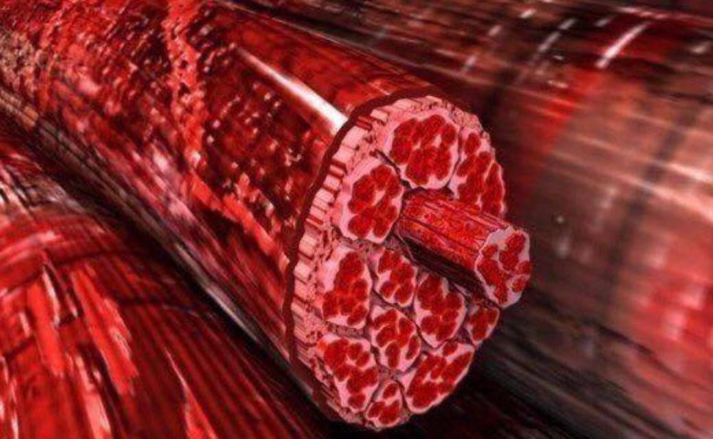 أنواع الألياف العضلية وكيفية التمرين