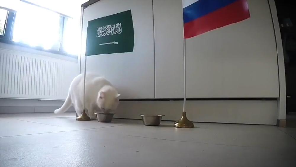 بالفيديو | القط "آخيل" يتوقع فوز السعودية على روسيا