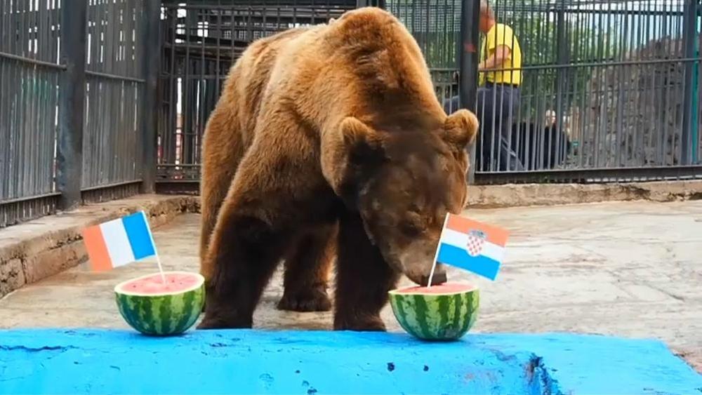 دب روسي يتوقع الفائز في نهائي المونديال