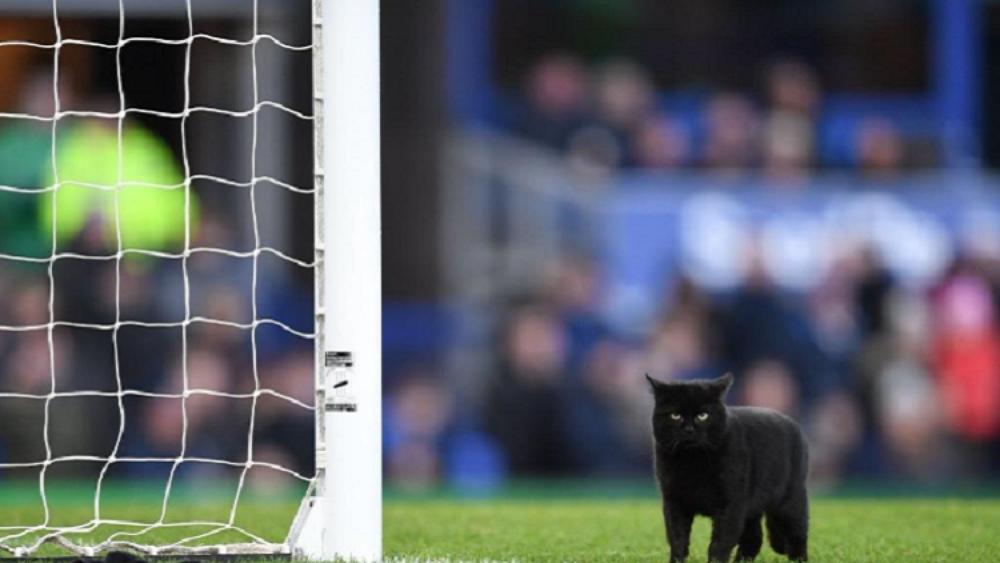 القط الأسود.. اللاعب رقم 23 في الدوري الإنجليزي