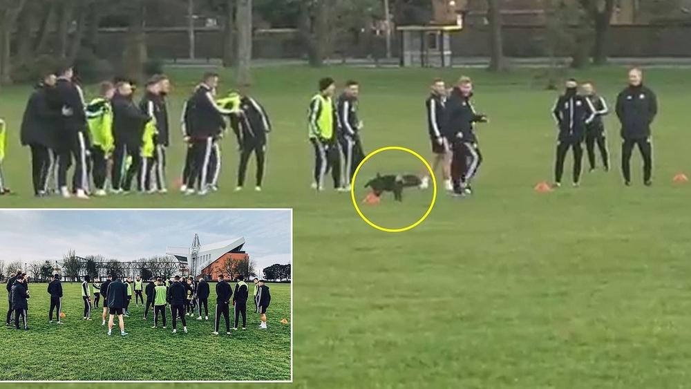 في لقطة "طريفة" و"غير مألوفة".. كلب "يقطع" الحصة التدريبية لشيفيلد الإنجليزي لـ"قضاء حاجته"!