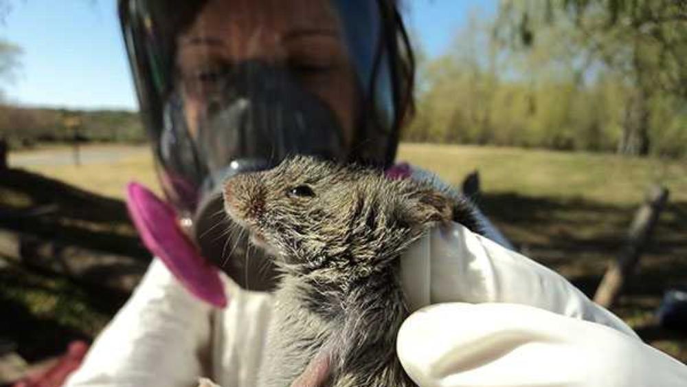 حقيقة فيروس "هانتا" الجديد هلَع ومخاوِف غير مبرّرة.. ظهر في القرن الماضي ولا ينتقل بين البشر كفيروس "كورونا"