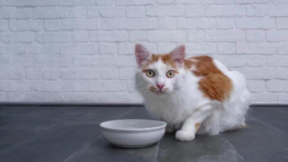 بعد أول حالة عدوى لحيوان أليف بأوروبا .. الأبحاث تؤكد عدم انتقال فيروس "كورونا" من الحيوان إلى الإنسان