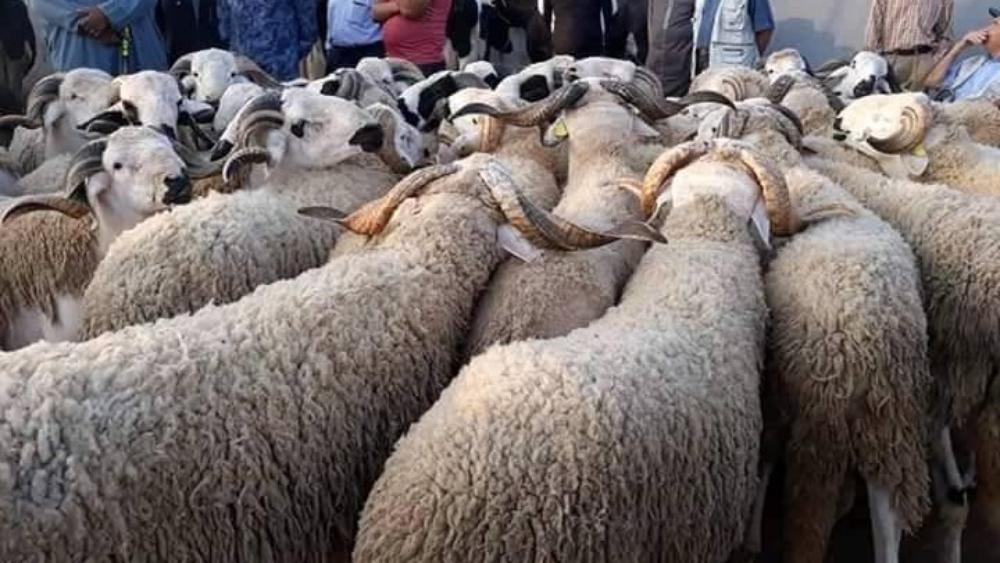 افتتاح أول سوق نموذجي للماشية في أزرو استعدادًا لـ"عيد الأضحى"