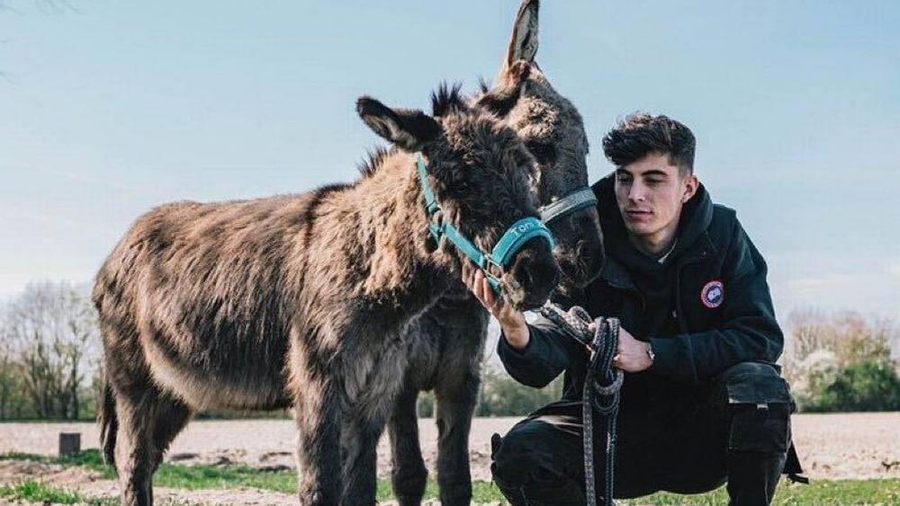 هافرتز (لاعب تشيلسي): "بعض زملائي في الفريق ينادونني بالحمار بسبب علاقتي الطيبة مع الحمير"