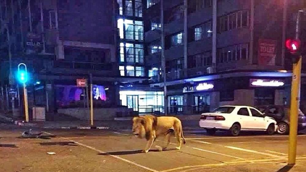 حقيقة إطلاق روسيا لـ500 أسد لإجبار شعبها على البقاء في منازلهم واحترام "الحجر الصحي"؟