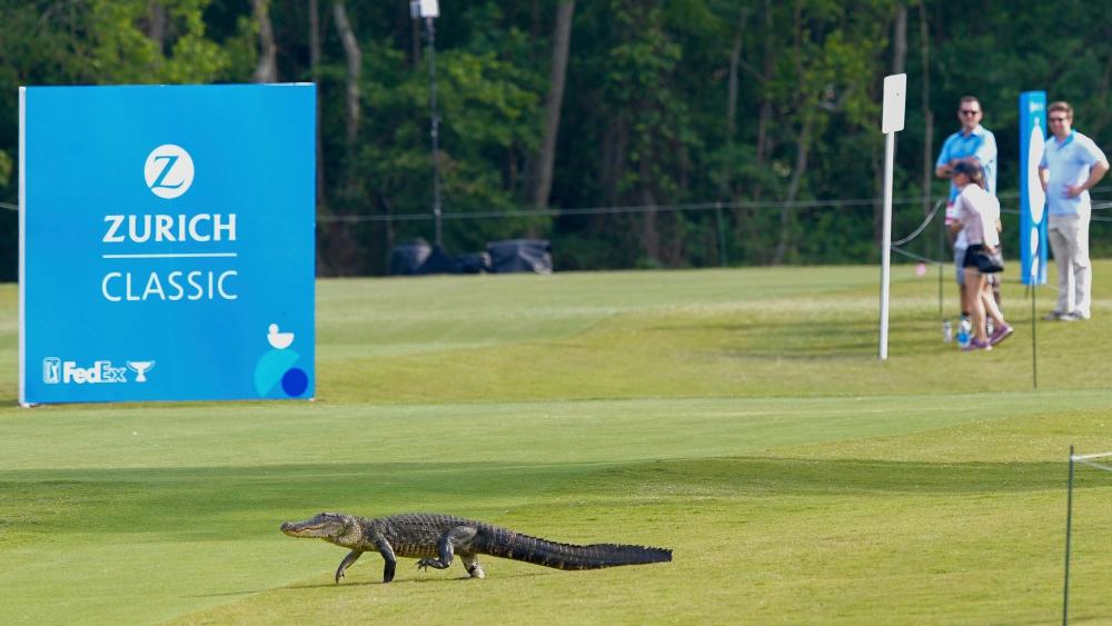 بالفيديو/ تمساح يقتحم الملعب في بطولة للـ"غولف" بالولايات المتحدة الأمريكية